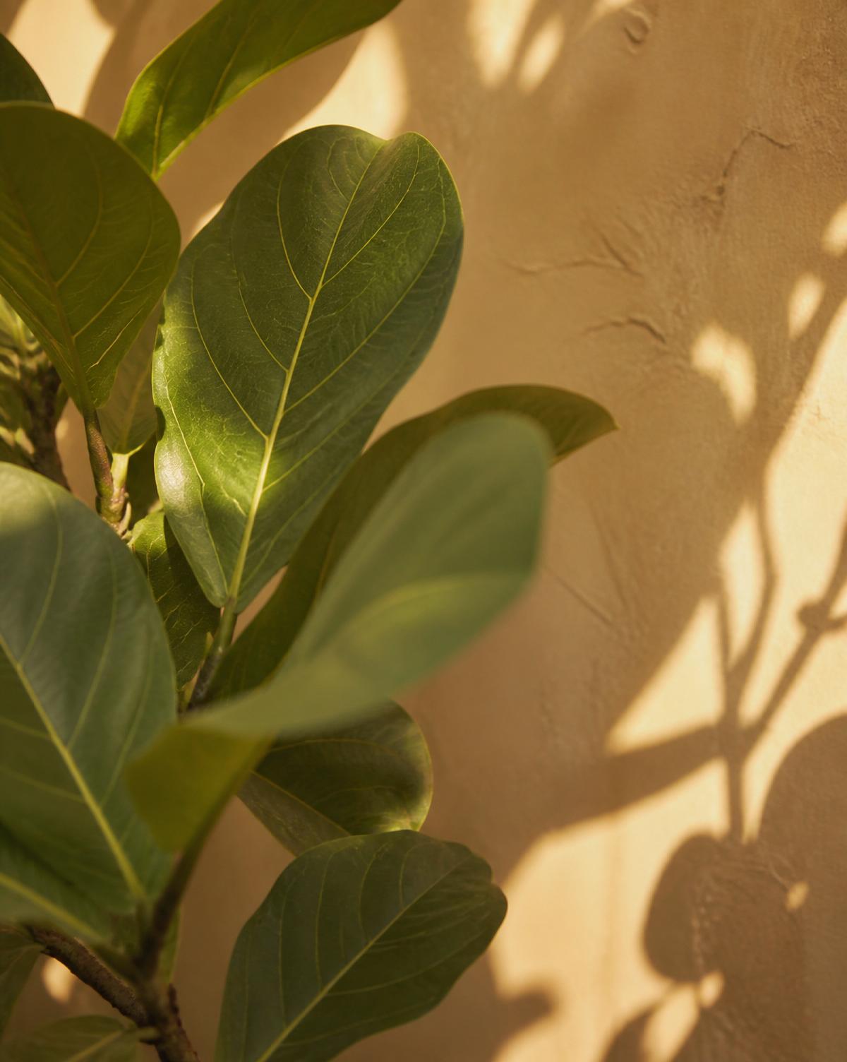 Green fiddle-leaf fig leaves casting soft shadows on a warm plaster wall